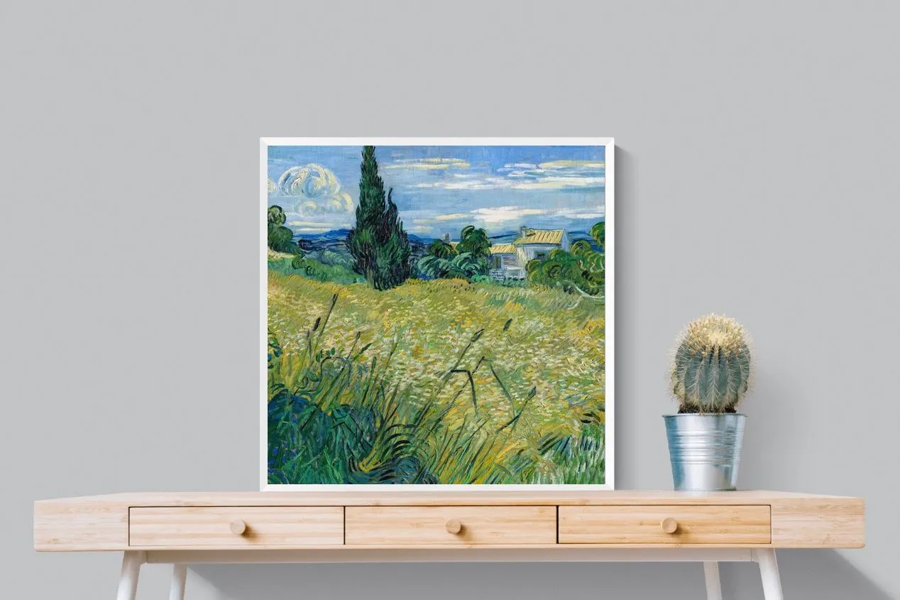 Green Wheat Field with Cypress